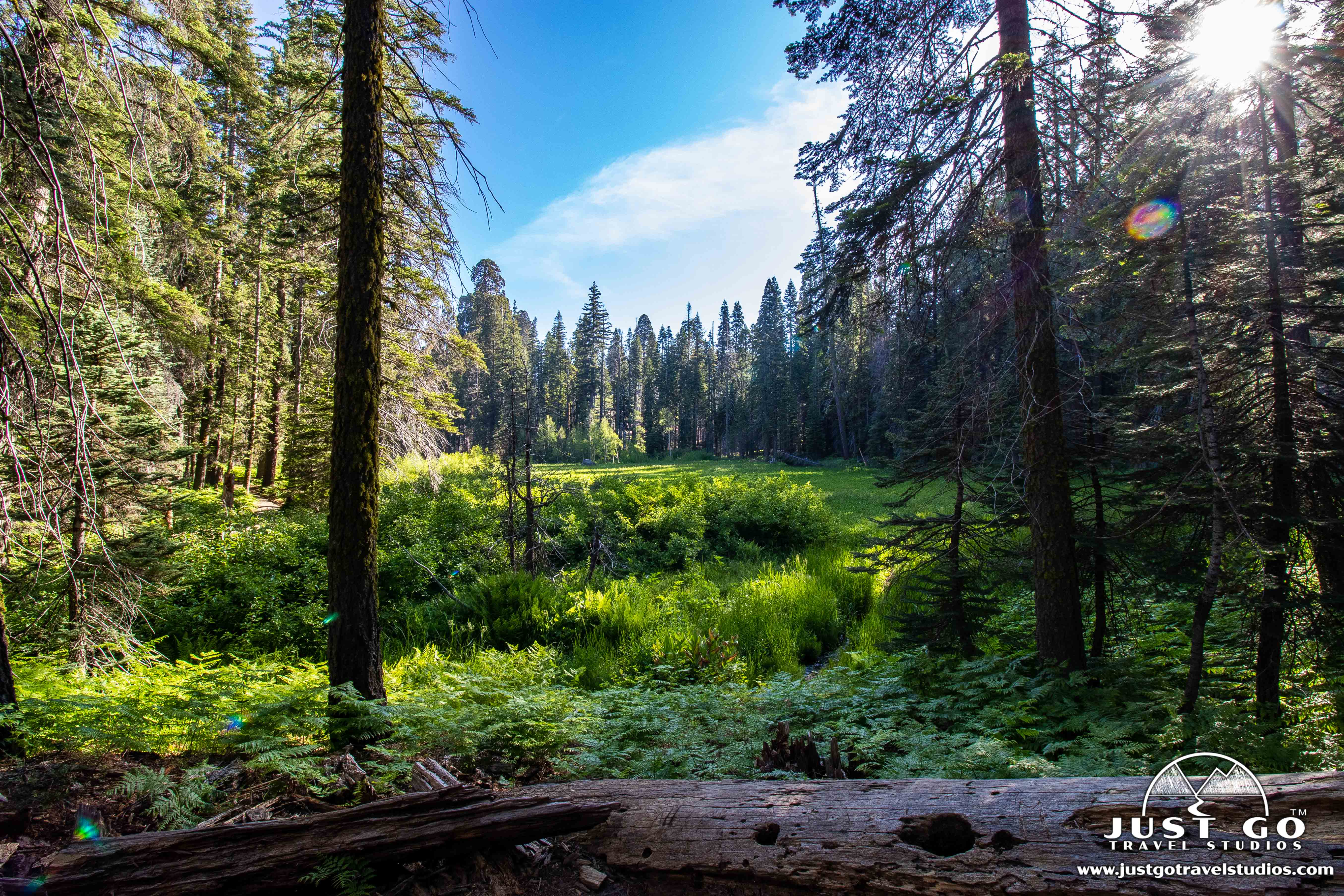 are dogs allowed in sequoia national park