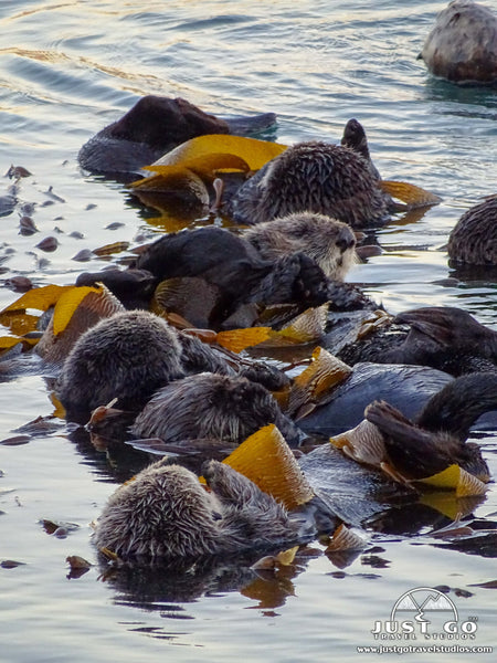 Sea Otters in Morro Bay