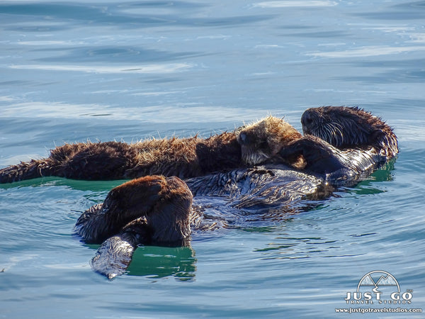 Sea Otters sleeping in Morro Bay