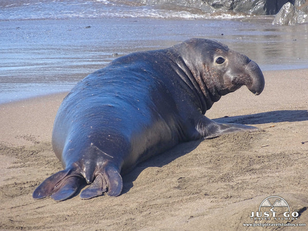 Elephant Seals in California