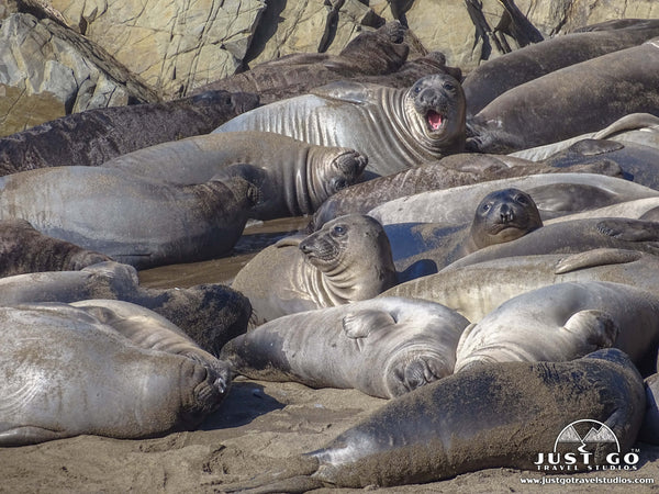 Elephant Seals in California