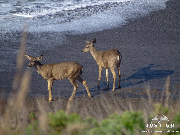 Deer in Point Lobos State Natural Reserve