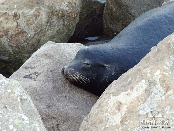 Seals in Monterey California