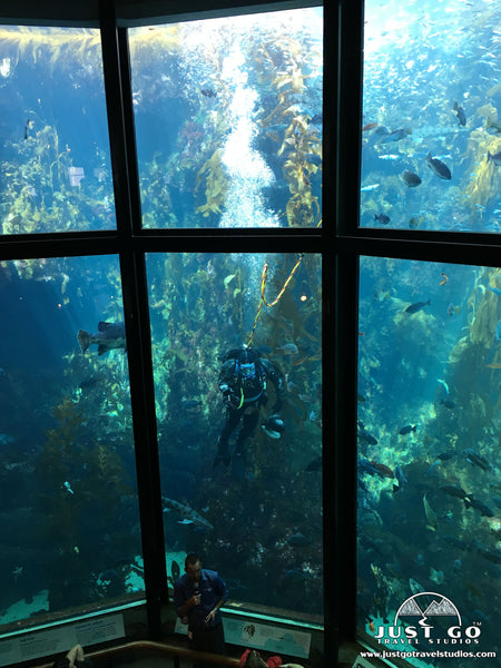 Feeding the fish in Monterey Bay Aquarium