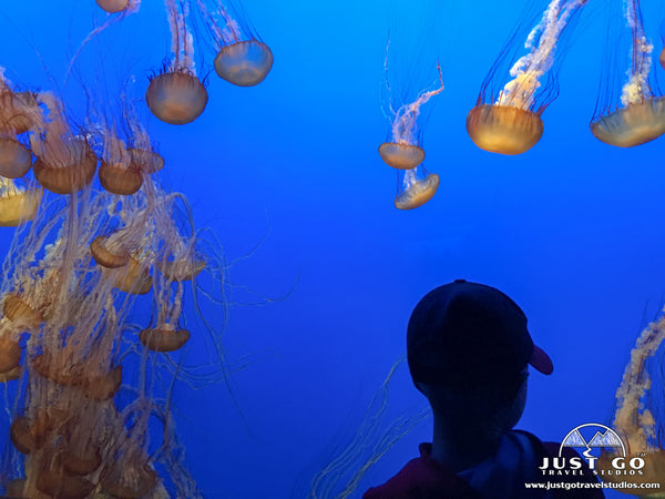 Jellyfish in Monterey