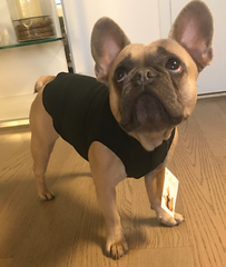 French bulldog in gold paw series fleece