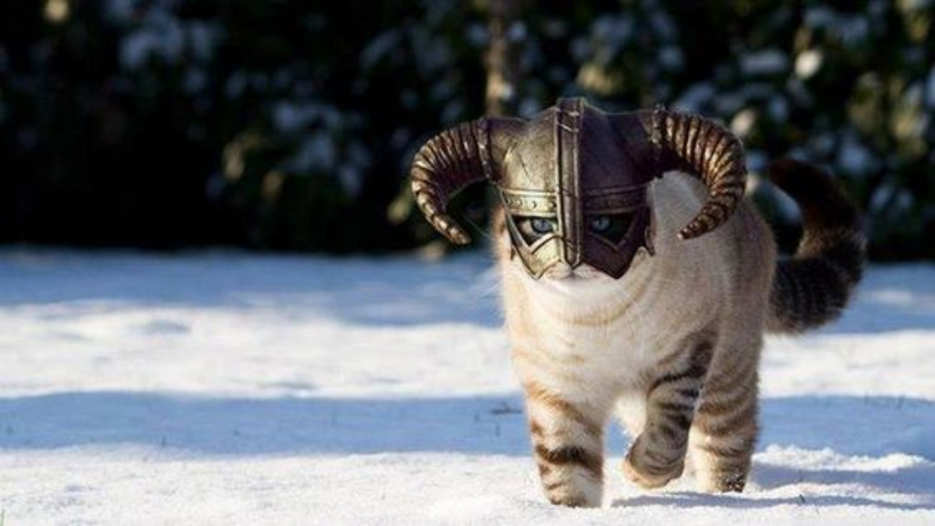 vikings cat jersey