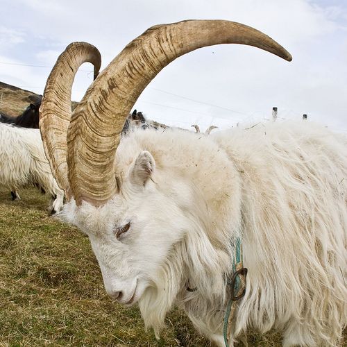 Why Thor chose goats to become the ones who pulled his chariot in Norse mythology?