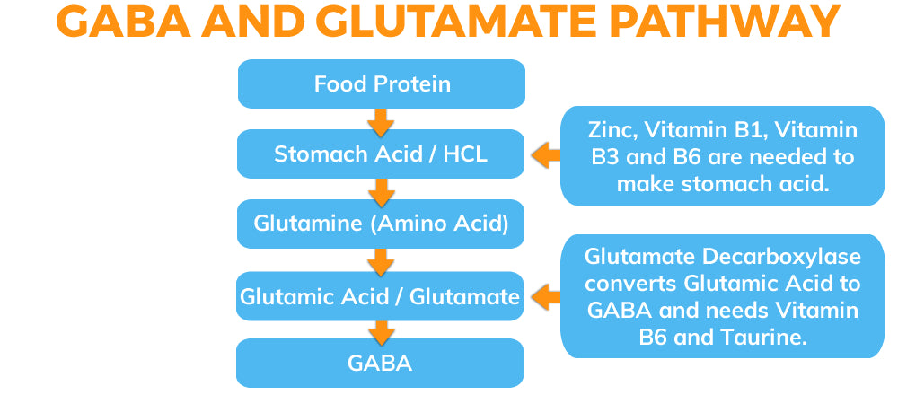 GABA and Glutamate Pathways