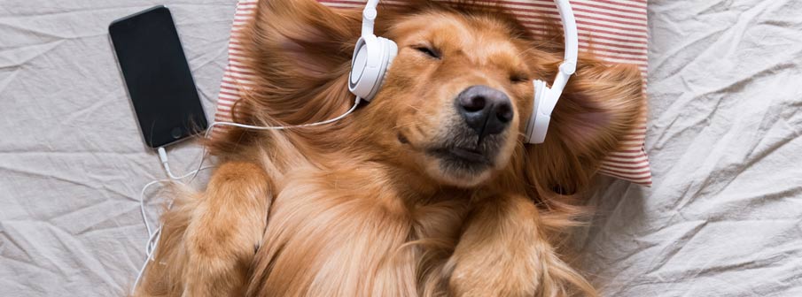 A Golden Labrador Dog Wearing Headphones and Sleeping.
