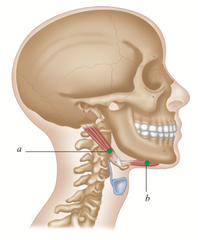 Anatomy of the digastricus