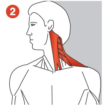  Sternocleidomastoids stretch