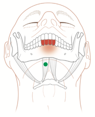 Trigger points in the digastricus