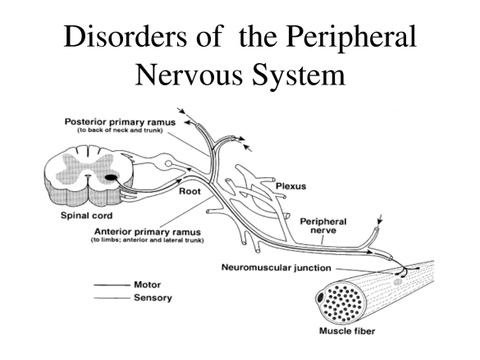 disorders of the peripheral nervous system diagram