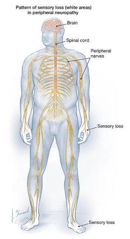 diagram of the human body's peripheral nerve neuroanatomy 