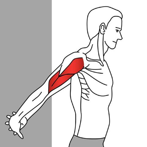 Biceps brachii stretch diagram