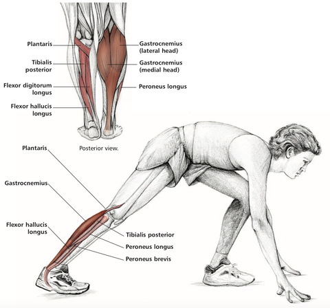 diagram of the calf muscle stretch