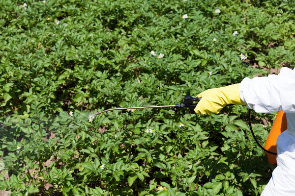 Glyphosate (Roundup) being sprayed on food crops