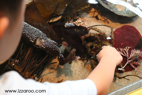 IZZAROO - Monterey Bay Aquarium