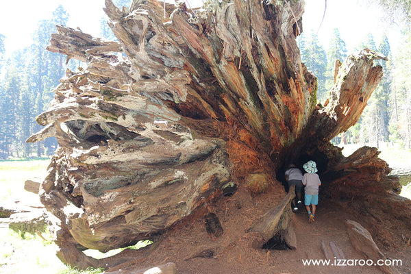 Sequoia National Park with Kids