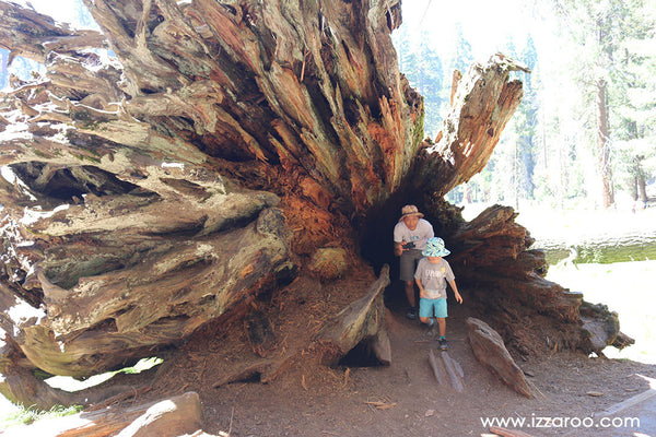 Sequoia National Park with Kids