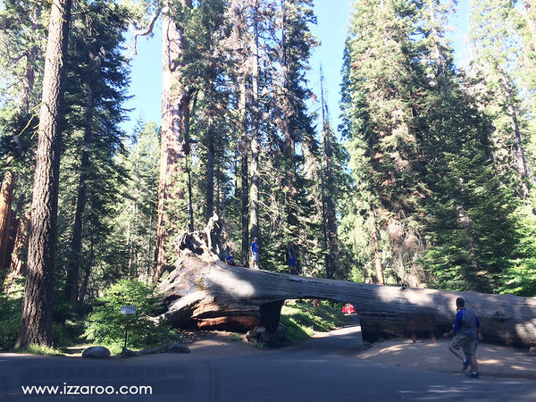 Sequoia National Park with Kids