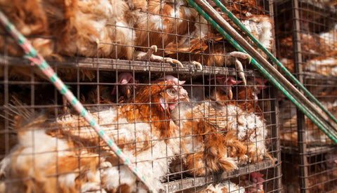 Chicken Conditions In Factory Farm