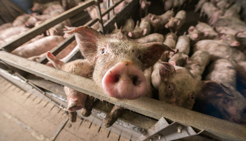 factory farming animal conditions