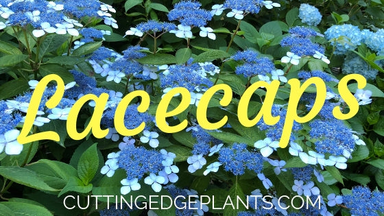 What Is A Lacecap Hydrangea Flower Cutting Edge Plants