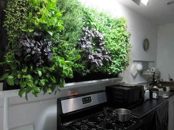 Growup vertical farming | Vertical herb garden above stove
