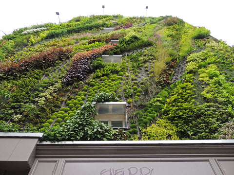 Patrick Blanc, populariser of the green wall 