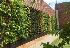 GrowUp green walls 