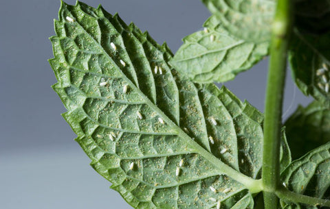 Diseases or infestations, when left to get out of hand, can and will spread like wildfire through your green wall.