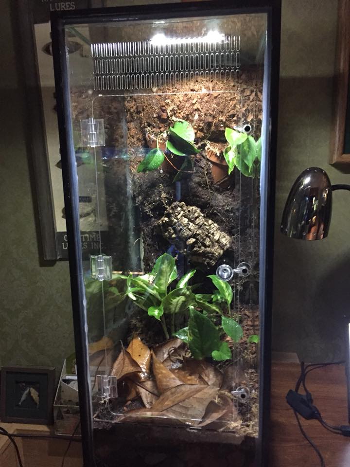 crested gecko tank kit