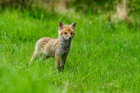 a red fox in the grass