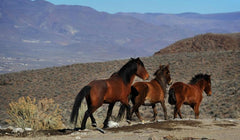 American wild horses Happy Hooves blog with Equissimo