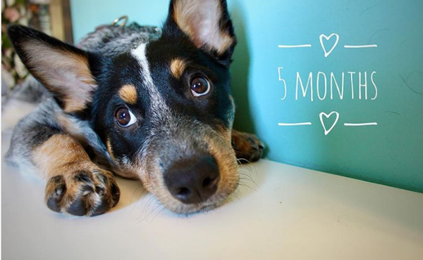 The Institute of Pet Nutrition Blog Post