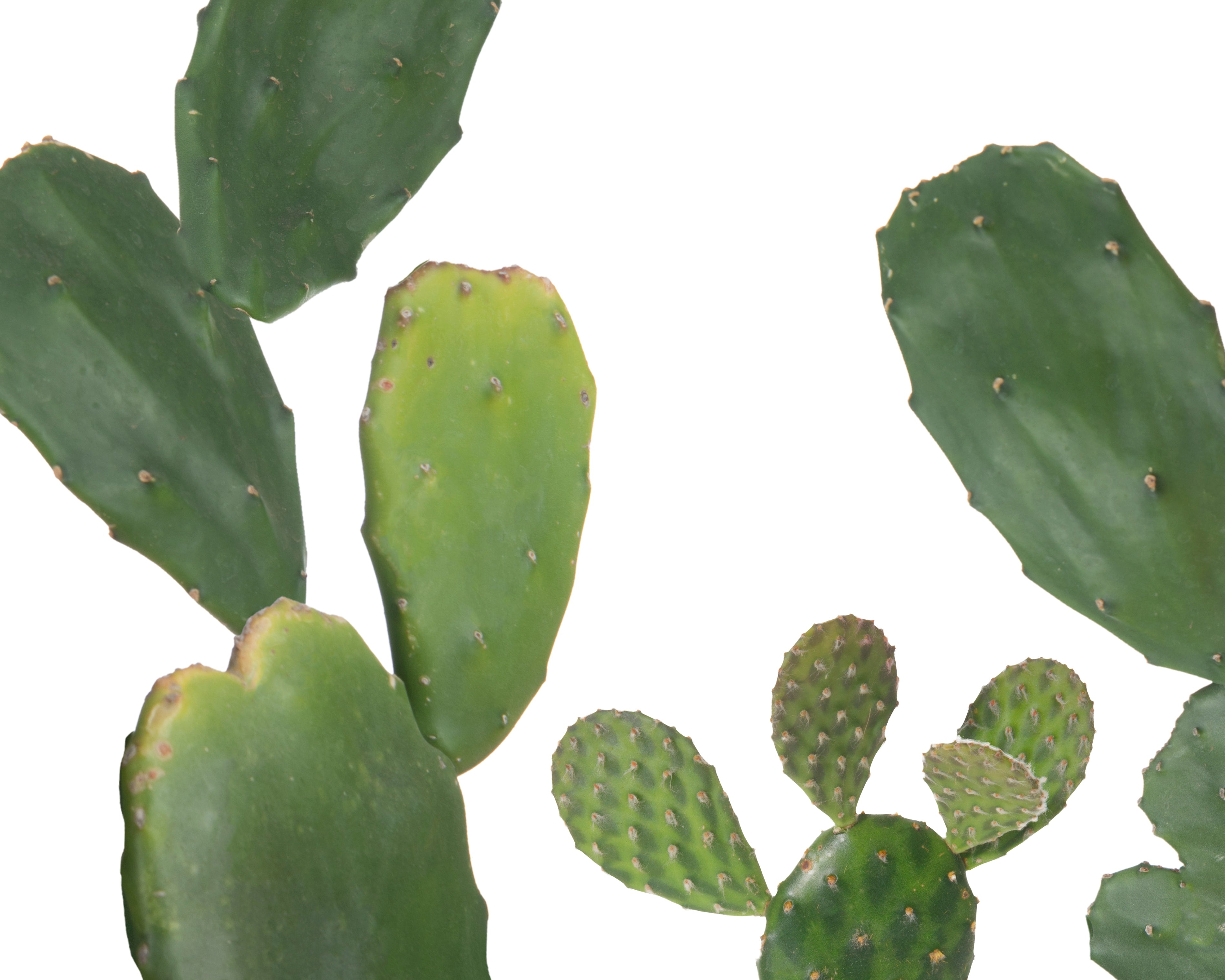 Nopal Cactus Texture