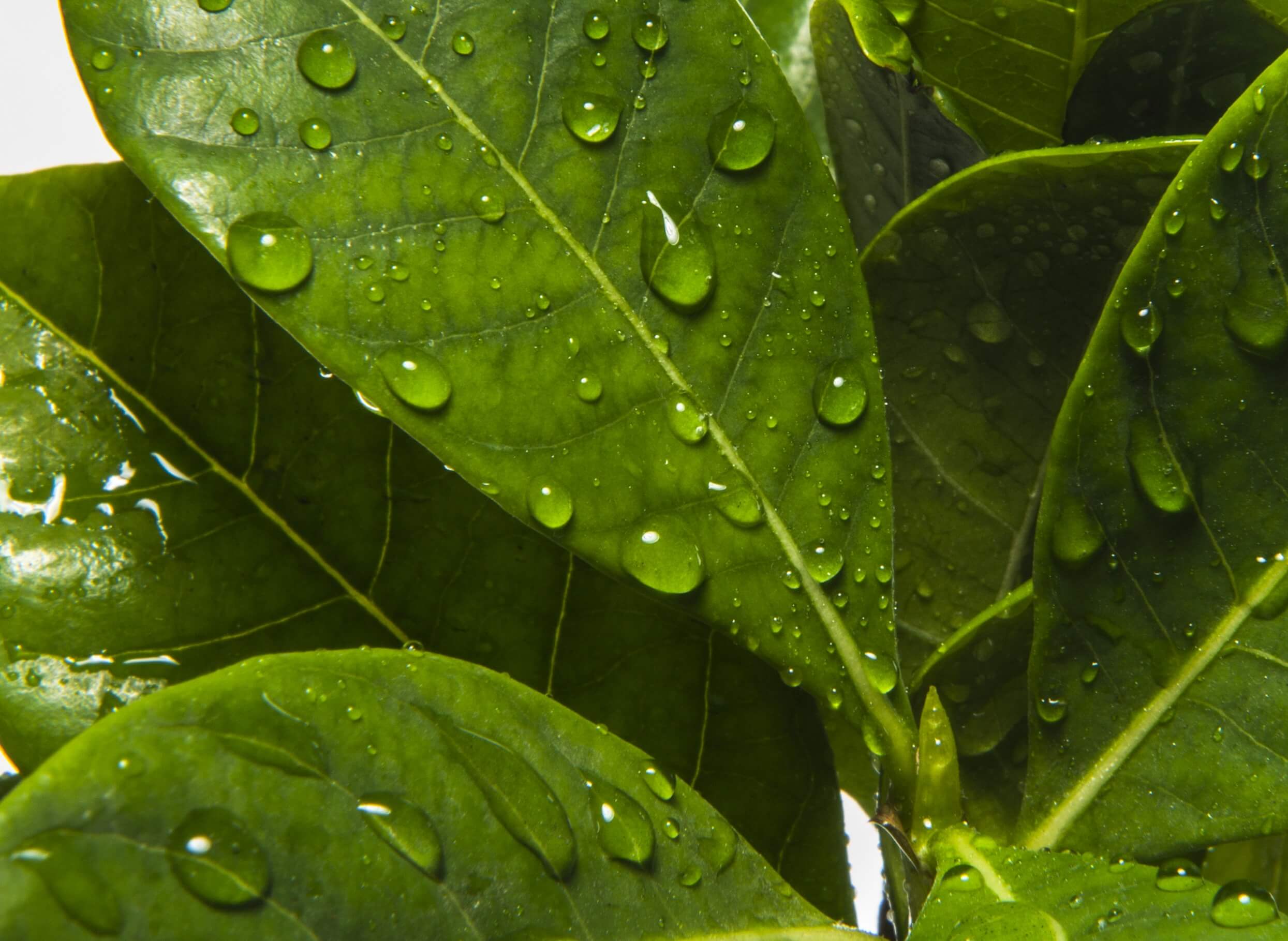 Yerba Leaf