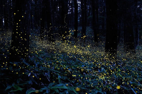 Surf Coast Arts Trail, Aireys Inlet Primary School art installation, fireflies in the forest