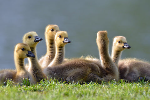 baby ducklings by Jan Meeus on Unsplash