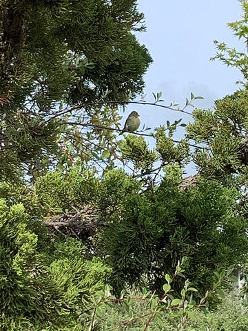 Mr. Finch Perched on a Branch