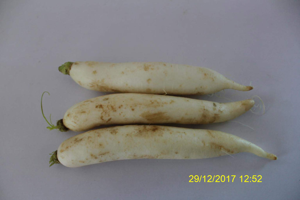 Refresh Bag test result of Radish on 8th Day