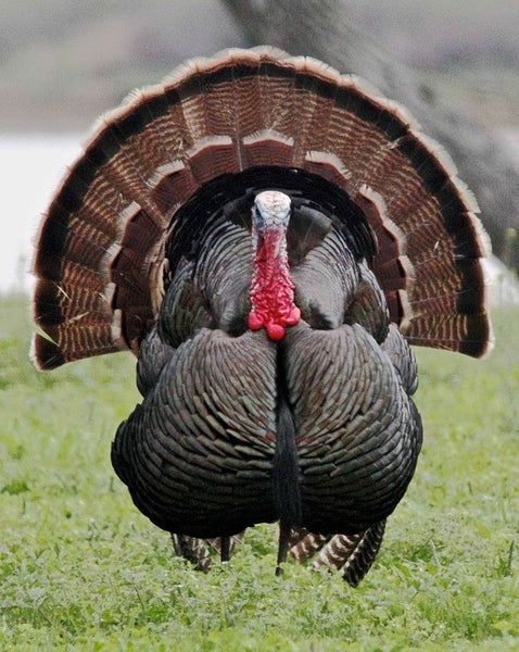 Thanksgiving - Interesting Turkey Facts