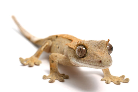 crested gecko pet care