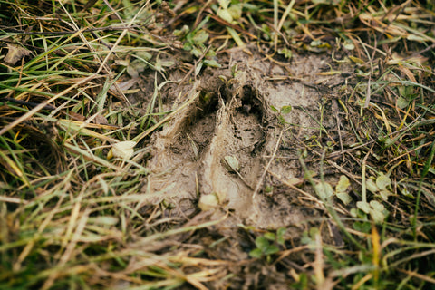 deer footprint in the mud