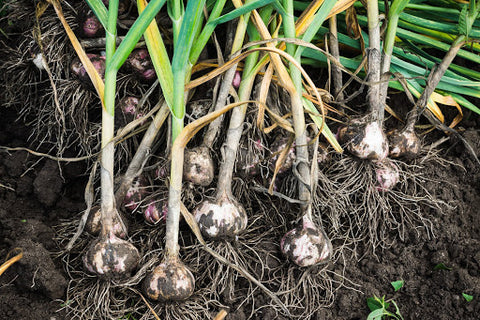 Garlic: natural insect repellents