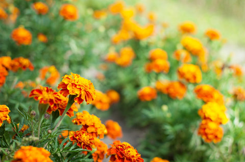Marigolds: Natural insect repellents