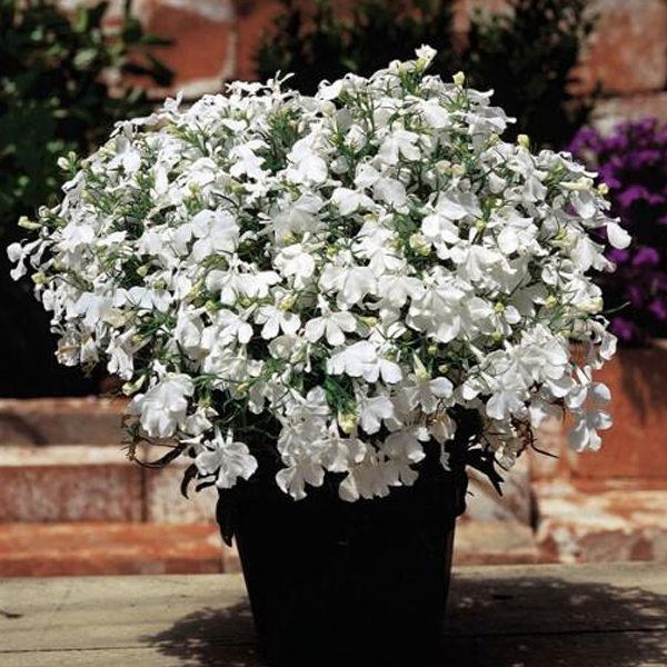 White Lobelia Flower Seeds — Jack Seeds