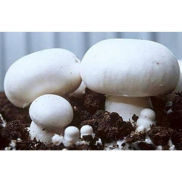 White Button Mushroom Agaricus Bisporus Mycelium Spores Spawn Dried — Jack Seeds 9394